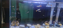 寵小俠純種孔雀魚觀賞魚好養(yǎng)耐活淡水小型魚熱帶魚鳳尾熱帶魚小魚苗 練手孔雀2-3cm30條（26送4備損） 曬單實拍圖