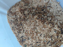 面包蟲黃粉蟲寵物鳥類魚類活飼料零食面包蟲批發(fā)活的面包蟲 2000條 曬單實拍圖