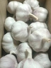 調料必備正宗邳州紫皮大蒜富硒營(yíng)養水果生鮮超市直播間新鮮大果 邳州紫皮大蒜5cm大果 1斤 曬單實(shí)拍圖