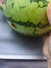 正宗黑籽麒麟西瓜應(yīng)季新鮮水果新鮮現(xiàn)摘沙瓤薄皮麒麟瓜 麒麟西瓜 5-7斤 1枚裝 曬單實拍圖