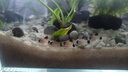 貝森（BESSN）加厚靈動(dòng)方形魚缸方缸金晶五線超白缸水草南美造景缸生態(tài)桌面魚缸 40*40**40cm加厚6mm金晶超白方缸 曬單實(shí)拍圖