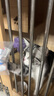 妙三多貓三聯(lián)貓疫苗寵物幼貓成貓一套自打套餐貓瘟鼻支嵌杯貓咪狂犬疫苗 【幼貓首打套餐】妙三多3針+狂犬1針 曬單實拍圖