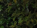 汽車發(fā)動機抗磨修復(fù)劑降噪抖動強力治燒機油冒藍煙保護機油添加劑 【2瓶裝】 曬單實拍圖