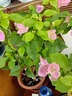 三角梅盆栽帶花劍樹苗室內(nèi)陽臺重瓣飄枝垂絲老樁四季開花爬藤花卉 【帶花發(fā)貨 收到即賞】紅櫻大苗 45-50cm左右（原盆帶土發(fā)貨） 曬單實拍圖
