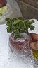 碰碰香一抹香辦公室醒目防蚊植物凈化空氣室內(nèi)外綠植桌面四季盆栽 碰碰香1盆【原土帶加侖盆】 曬單實(shí)拍圖