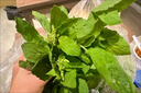新鮮甲拋葉打拋葉塔拋葉泰式香料菜調(diào)味調(diào)料食用食材蔬菜嘎拋越菜 500g 曬單實拍圖