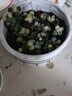 多肉植物 多肉精選老樁蒂亞吸財(cái)樹辦公室室內(nèi)陽臺紅寶石群生多頭 鹿角海棠【9厘米盆】 曬單實(shí)拍圖