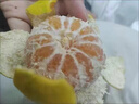黃六爺 云南蜜桔早熟青皮橘子9斤酸甜新鮮桔子應(yīng)季孕婦水果無(wú)籽綠皮橘子 5斤 【小果】頭茬現(xiàn)摘 曬單實(shí)拍圖