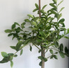 花財(cái)主大型盆栽綠植 檸檬樹鴨腳木發(fā)財(cái)樹天堂鳥綠植室內(nèi)客廳大盆栽 S級香水檸檬1.5-1.7米【鉆石盆】 含盆 曬單實(shí)拍圖