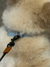 puppytie狗狗項圈狗圈小型犬脖圈大型犬頸圈皮質(zhì)中型泰迪寵物用品 青 S-小型 曬單實(shí)拍圖
