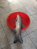 打窩勺器伸縮遠投窩料勺釣魚(yú)伸縮桿大物打窩翹嘴大小勺切換 不銹鋼【遠投拋餌打窩勺】 曬單實(shí)拍圖