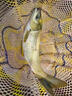 釣草魚(yú)專(zhuān)用小藥草魚(yú)餌料黑坑配方野釣泡玉米專(zhuān)攻大草魚(yú)誘魚(yú)添加劑 高能草魚(yú)寶 曬單實(shí)拍圖