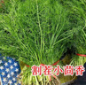 小茴香種子四季播陽(yáng)臺盆栽室內青菜蔬菜春季夏秋季割茬茴香種籽孑 小茴香種子【1包 約400?！?曬單實(shí)拍圖