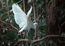 尼康/Nikon  AF-P 70-300 f/4.5-6.3G VR 遠攝長焦單反鏡頭 二手鏡頭 AF-S 70-300 f/4.5-5.6G VR 95成新 曬單實拍圖