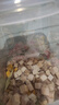 WEYES凍干7拼混合桶500g寵物貓狗零食凍干雞肉雞胸肉鴨肉粒營(yíng)養(yǎng)發(fā)腮 曬單實(shí)拍圖
