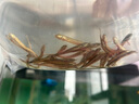 魚苗批發(fā)中科五號黃金鯽魚鯽魚苗工程湘云鯽土鯽淡水養(yǎng)殖食用活體 黃金鯽魚苗3-5厘米20條送10%防損 曬單實拍圖