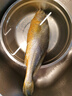 三都港 鮮凍原條黃花魚凈重2斤/2條 寧德大黃魚 海魚 生鮮 燒烤 曬單實(shí)拍圖