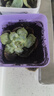 多肉植物精選圖片品種發(fā)貨照圖辦公室室內陽(yáng)臺桌面圖片品種指定品 如圖九顆【含彩方盆+營(yíng)養土】 曬單實(shí)拍圖