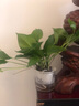 開時(shí)果 綠植盆栽桌面水培綠植 辦公室植物懶人盆景水養(yǎng)植物源頭直發(fā)包郵 綠蘿（遇水即活） 曬單實(shí)拍圖