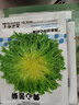 壽禾苦菊種子苦苣生菜農家陽(yáng)臺盆栽四季播蔬菜秋冬季菜籽 壽禾黃心苦菊種子10克原種 曬單實(shí)拍圖
