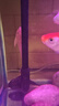 觀賞魚魚苗清道夫糞便盤便宜熱帶工具容易飼養(yǎng)清潔魚缸清道 10-12cm清道夫1只女王1只 曬單實拍圖