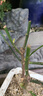 海棠花盆栽樹(shù)苗盆景耐寒老樁庭院陽(yáng)臺植物室內花卉四季長(cháng)壽開(kāi)花 復色海棠/精品特大苗開(kāi)花爆滿(mǎn) 曬單實(shí)拍圖