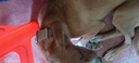 DidogPet狗項圈大型犬狗脖圈中型犬訓練戶外猛犬寵物項圈彈力繩狗繩牽引繩 棕色項圈 M-建議體重30-40斤 曬單實拍圖