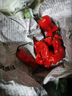 云南德宏特產(chǎn)新鮮印度魔鬼辣椒特辣 涮涮辣椒 變態(tài)辣現(xiàn)摘新鮮包郵 100g 曬單實(shí)拍圖