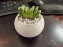 墨一多肉植物帶盆栽好辦公室桌面盆栽組合綠植花卉瓷盆栽好新手好養 玉扇 瓷盆栽好 曬單實(shí)拍圖