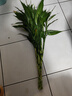 富貴竹水培植物轉(zhuǎn)運竹花卉綠植室內(nèi)盆栽客廳招財帶根大竹子水養(yǎng) 富貴竹70厘米10顆【不含瓶】 曬單實拍圖
