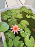 睡蓮種苗荷花盆栽中大型碗蓮蓮花種藕水培水養(yǎng)水生池塘盆缸荷葉種 大睡蓮根塊 3個(gè)-混色 曬單實(shí)拍圖