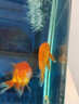 智伴熊 ZIBARBEAR金魚(yú)活物淡水魚(yú)冷水魚(yú)鴻運當頭魚(yú)獅子頭魚(yú)活體耐活好養魚(yú)小金魚(yú)苗 12-15cm大紅獅1條+紅白獅1條 曬單實(shí)拍圖
