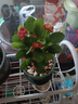 虎刺梅盆栽花卉海棠花鐵海棠四季開花植物室內(nèi)外陽(yáng)臺(tái)庭院帶花綠植 虎刺梅1盆（15-20cm)原盆原土+肥料 曬單實(shí)拍圖