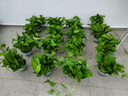 長藤綠蘿垂吊綠植室內吊蘭吸甲醛凈化空氣綠植盆栽稀有綠蘿盆栽 【盆口直徑32厘米】短藤紅盆綠蘿1盆送肥料 曬單實拍圖
