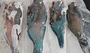 海南三沙西沙青衣魚(yú)鮮活冷凍新鮮捕撈海鮮空運冷鏈500g 5斤裝（3-5條） 曬單實(shí)拍圖