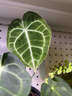 光聯(lián)天下光聯(lián)天下夾子植物生長(cháng)燈led全光譜桌面綠植盆栽花卉植物補光射燈 20W雙頭【全光譜4000K】Pro 夾子植物燈 曬單實(shí)拍圖