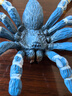 仿真昆蟲(chóng)玩具多足蜘蛛模型魔幻世界神話(huà)動(dòng)物怪獸飛龍兒童認知擺件 巴西藍色捕鳥(niǎo)蜘蛛 曬單實(shí)拍圖