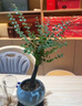 小葉紫檀盆景老樁盆栽小葉紫檀樹(shù)苗植物室內花卉辦公室客廳小綠植 單桿紫檀(瑞鹿騰云盆+苔蘚+圓底托) 帶盆栽好 曬單實(shí)拍圖