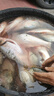 小鳳仙L-NK08湖庫綜合大物鰱鳙漂浮漂高靈敏醒目納米魚漂釣魚漁具魚浮 曬單實(shí)拍圖