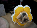 華元寵具（hoopet）貓咪伊麗莎白圈項(xiàng)圈寵物狗狗圈恥辱圈頸圈脖圈頭套犬防舔頭罩頭套 曬單實(shí)拍圖