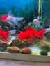 精品金魚觀賞魚養(yǎng)不死自來水鴻運(yùn)當(dāng)頭好養(yǎng)耐活魚冷水淡水魚風(fēng)水魚 吉祥三寶丹頂國獅龍睛隨機(jī)組合 7-10厘米5條 曬單實(shí)拍圖
