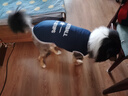 超可耐夏天大型犬狗狗衣服金毛衣服邊牧拉布拉多薩摩耶大狗衣服薄款背心 紅 5XL碼(60斤左右) 曬單實拍圖