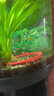 活體寵物燈科魚(yú)合集寶蓮燈紅綠燈斑馬活體觀賞魚(yú)熱帶魚(yú)活體 小型 特大號(hào)寶蓮燈（2.2-2.8CM）6條 曬單實(shí)拍圖