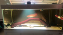 樂迪吉羅王魚缸燈吉羅魚專用燈100W增色顯色 RX吉羅燈 黑色 100W 【APP控制 單燈】 曬單實拍圖