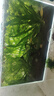 YEE超白魚缸桌面客廳生態(tài)斗金魚烏龜缸造景小型水草養(yǎng)魚玻璃裸缸40cm 曬單實(shí)拍圖