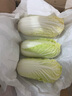 云南高原娃娃菜新鮮蔬菜生鮮乾隆白菜早餐火鍋必備產地直發(fā) 淺黃色 新鮮娃娃菜3顆裝*4包 曬單實拍圖