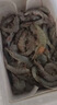 鯨口大開新鮮青島大蝦超大蝦凍蝦白蝦鮮活冷凍對蝦大號青蝦海鮮批發(fā) 16-18厘米鮮蝦速凍整箱 3斤(凈重) 曬單實拍圖