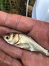 小許農(nóng)家花鰱魚苗活體可食用胖頭魚鰱鳙淡水養(yǎng)殖四大家魚黒鰱雄魚大頭魚苗 30條3-5厘米花鰱加6條防損 曬單實拍圖