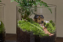 八芽趣味鮮活苔蘚微型景觀創(chuàng)意室內(nèi)桌面生態(tài)綠植盆栽盆景懶人好養(yǎng)植物 清境草原 帶玻璃杯 曬單實(shí)拍圖