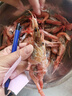 新食道北極甜蝦 頭籽北極甜蝦尾腹籽即食生吃鮮活冷凍刺身 北極甜蝦 1kg(凈重)  1盒裝 曬單實(shí)拍圖